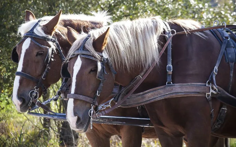 paardenkoets
