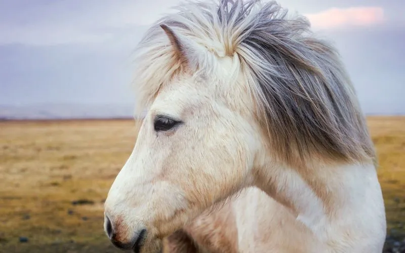 pony