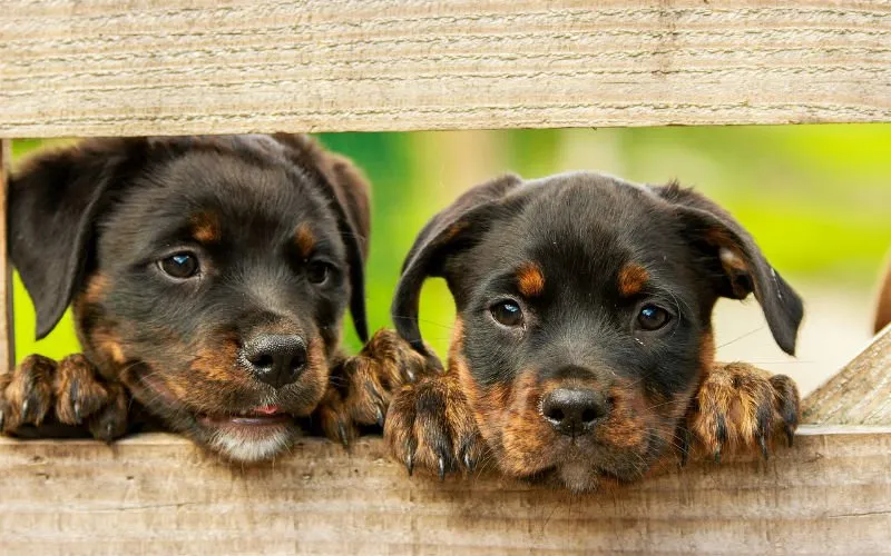 rottweiler 1785760 1280