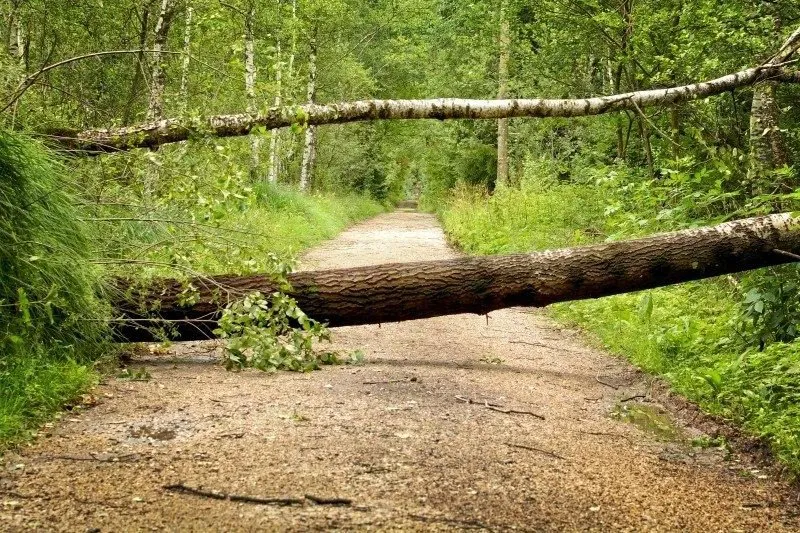 storm storm damage trees forest nature fracture