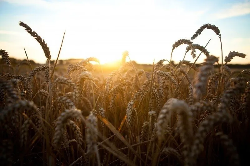 wheat field sunlight