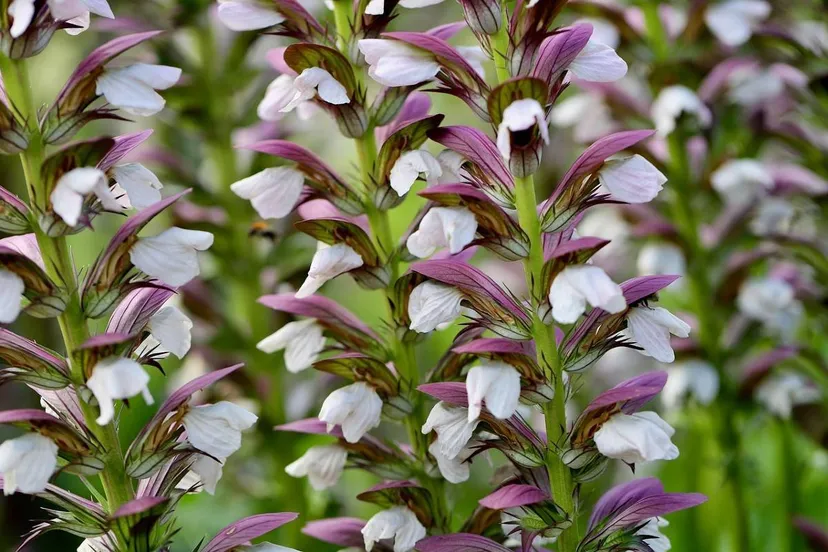 250319planten