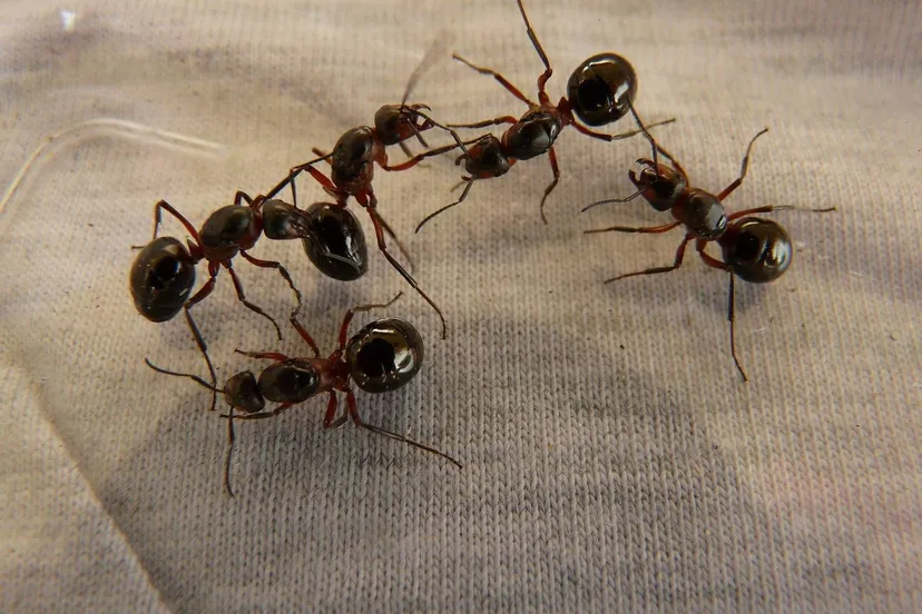 wood ant queens 3254 1280