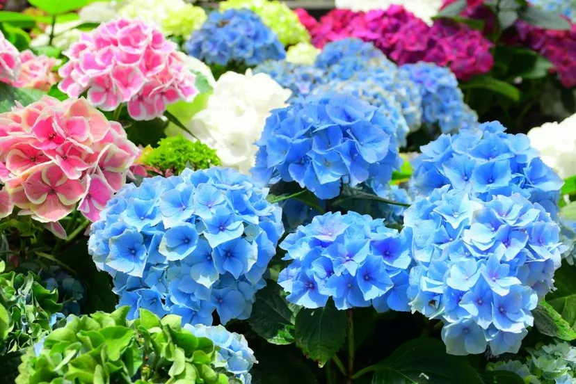 250902HORTENSIA