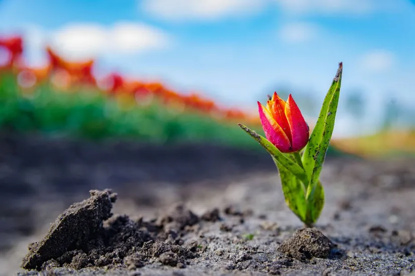 tulp bloemen