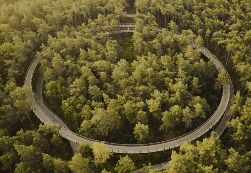 fietsen door de bomen