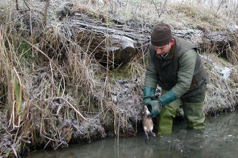 2015 01 26 muskusrattenbestrijding