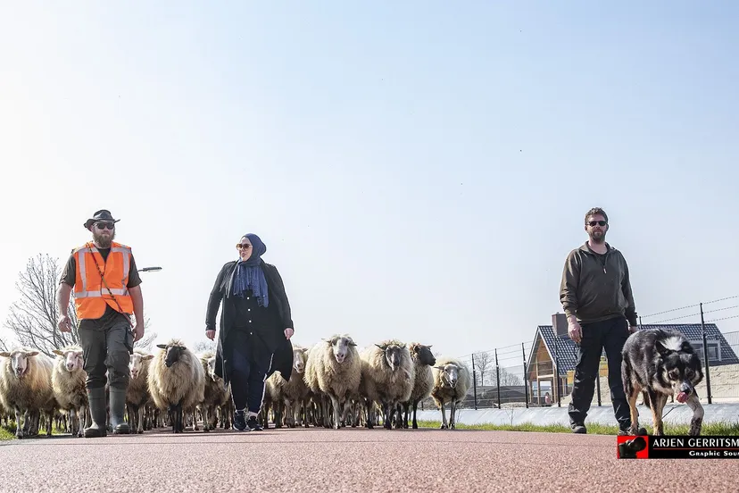 2021 03 31 schapen 01