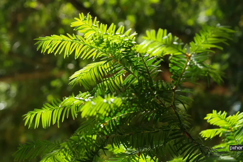 2022 06 07 taxus tree forest branch plant leaf flower 1123498 pxhere