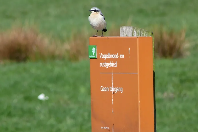 egjacv11xce7q0srs50f8igtk nvogelpaaltje