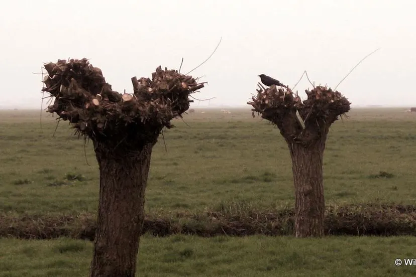 i076ctg4hlkyojoefzb67zt1z knotwilgen