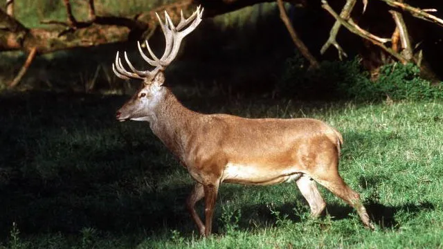 i0jafxs1iw170y6mflxevyc2b hertveluwenatuurdamhert