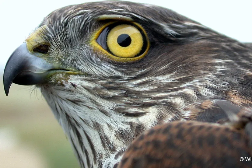 vc5ldot4yhi4dwgq912p6k10d sperwerman