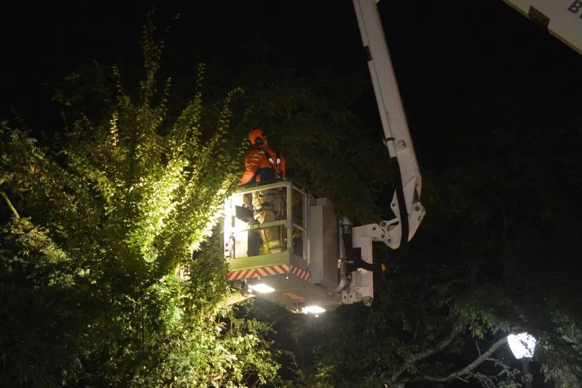 2015 08 31 ongeval overhangende tak westerdorpstraat 1