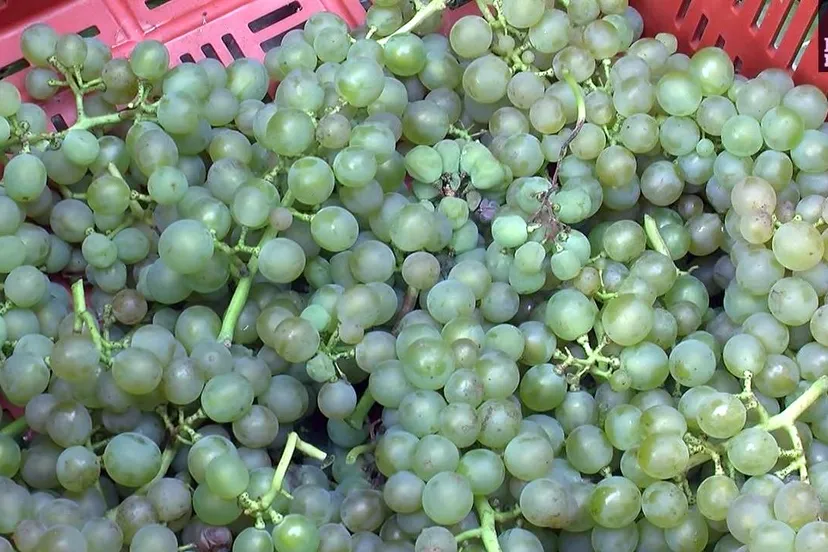 2015 09 27 campagne aan de breede beek