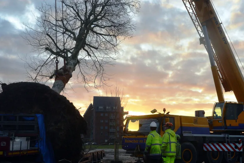 2015 10 12 kees boom verplaatsen zijdevlinder 2