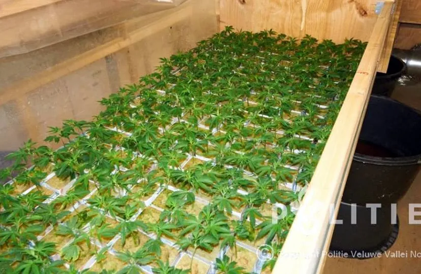 2015 10 13 hennepkwekerij