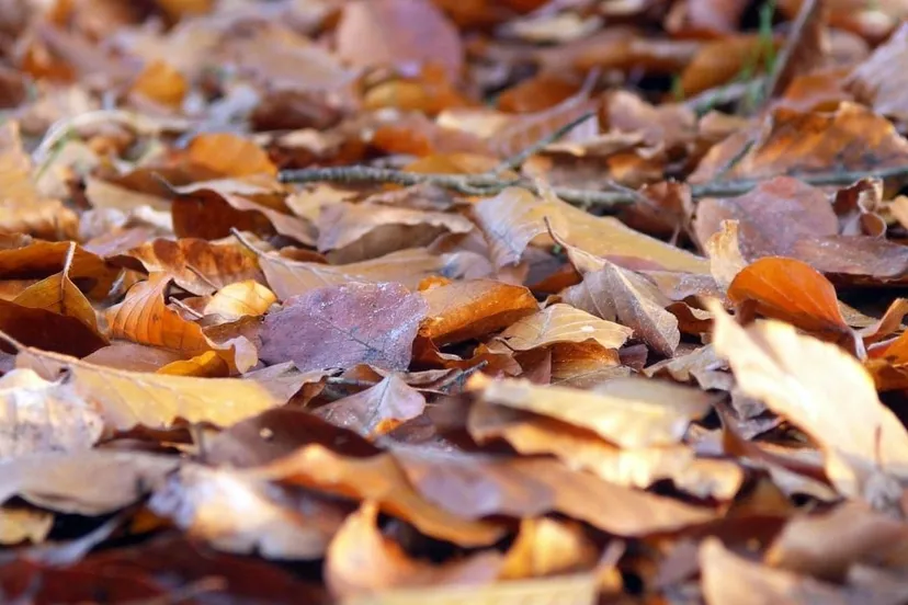 2015 11 03 bladafval