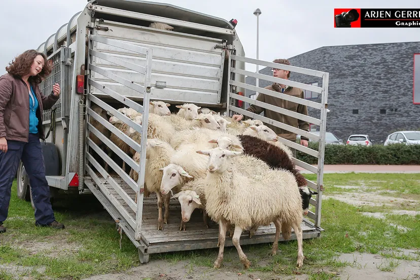 2015 11 16 schapen in wijk corlaer 001