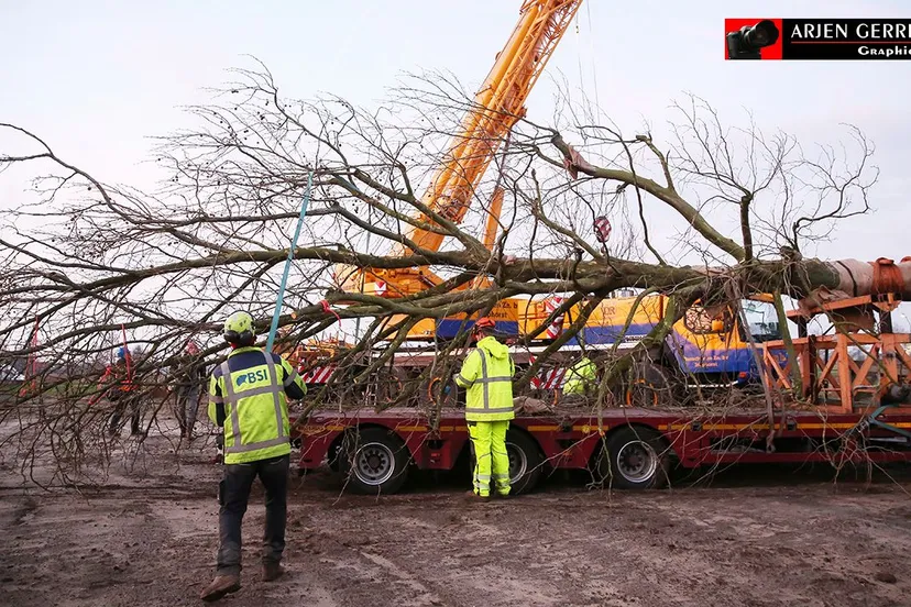 2015 12 10 boomverplaatsing arjen 003