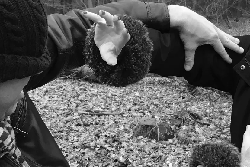 2016 02 15 rebel wsd