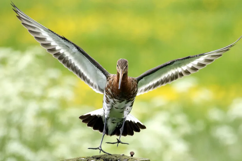 2016 04 07 polder 2 grutto rick