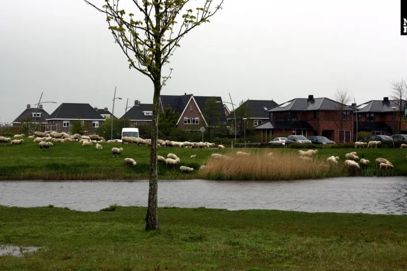 2016 04 26 schapen 02