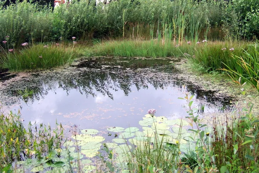 2016 05 10 poelen bouwmeester oost dscf1485