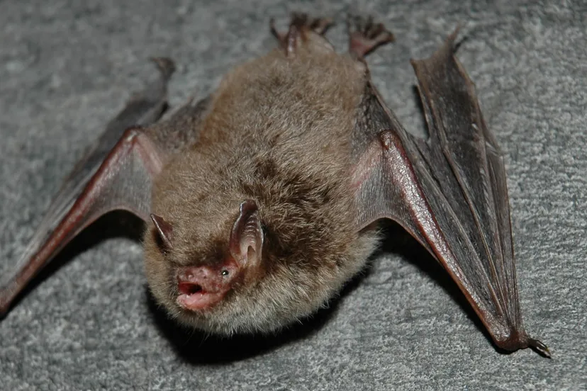 2016 05 12 watervleermuis dick snel 3