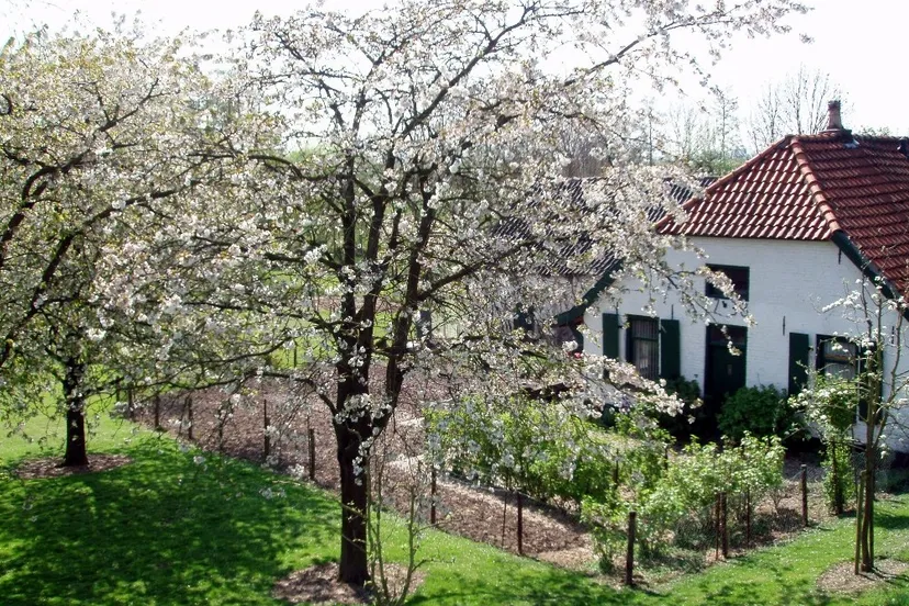 2016 06 01 bloesem klein