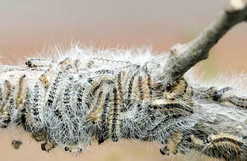 2016 06 16 eikenprocessierups