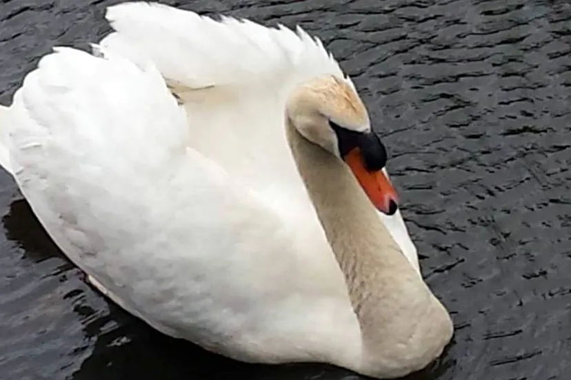 2016 06 30 zwaan dierenambulance 1