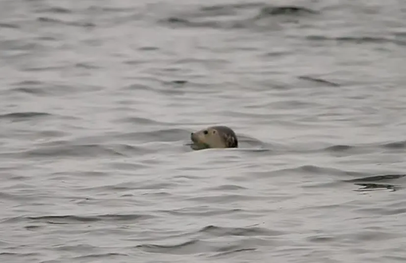 2016 11 01 zeehond 2