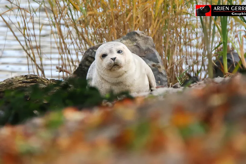 2016 11 02 zeehond 09