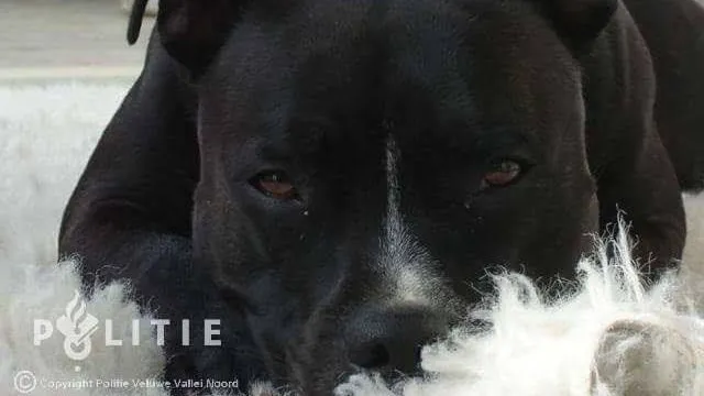2017 01 24 politie hond