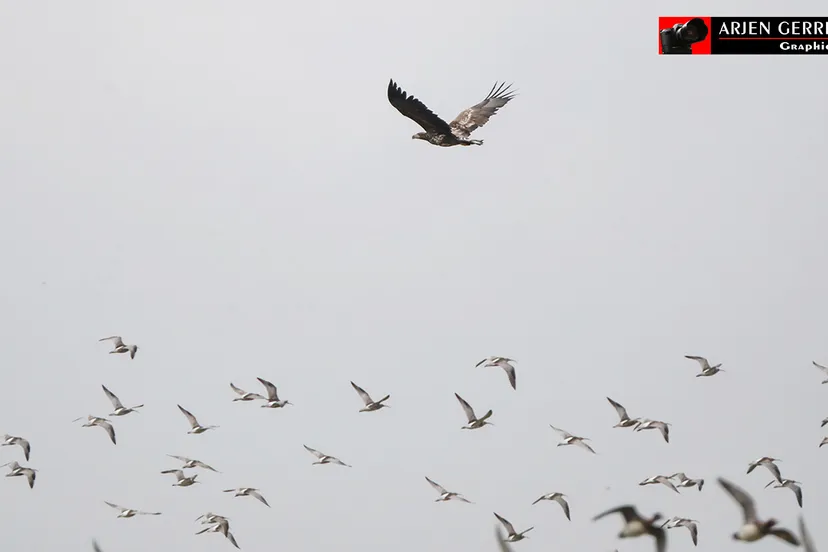 2017 02 05 roofvogels 08