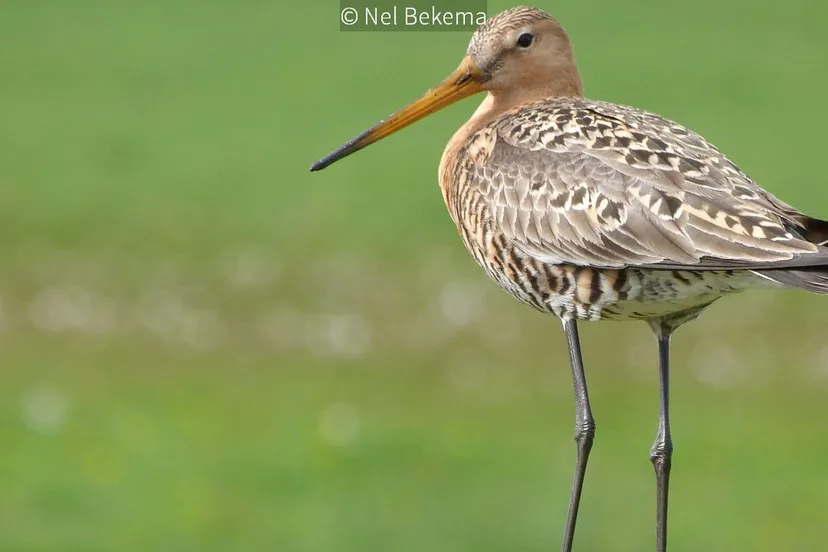 2017 03 10 gruttos blik1