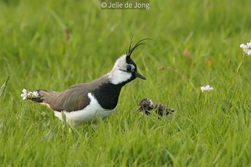 2017 03 20 kievit met jong