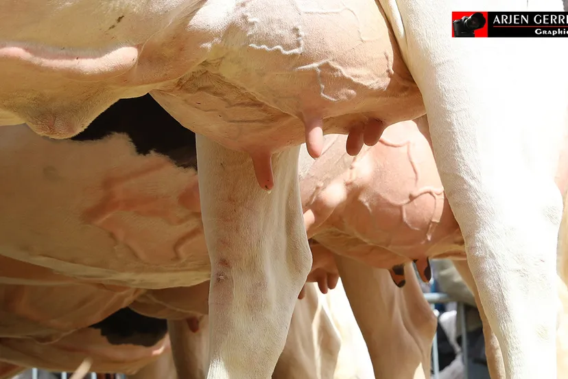 2017 04 10 boerenmaaandag 040