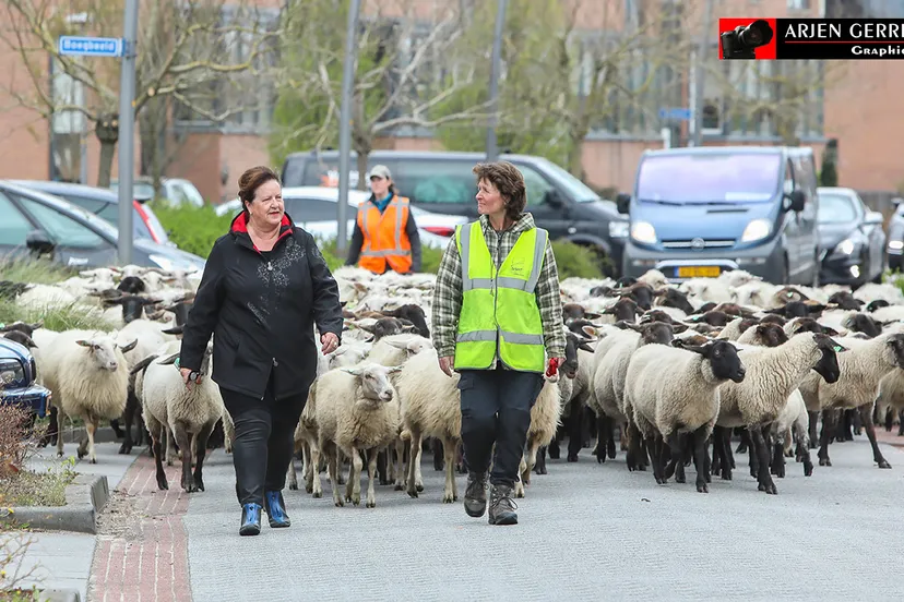 2017 04 12 schapen 010