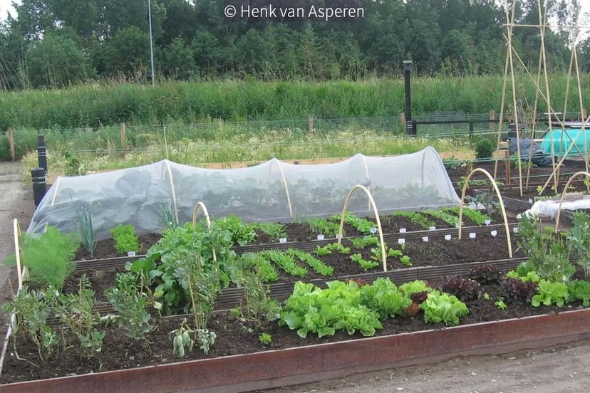 2017 06 07 volkstuin dammersbeek img 0706