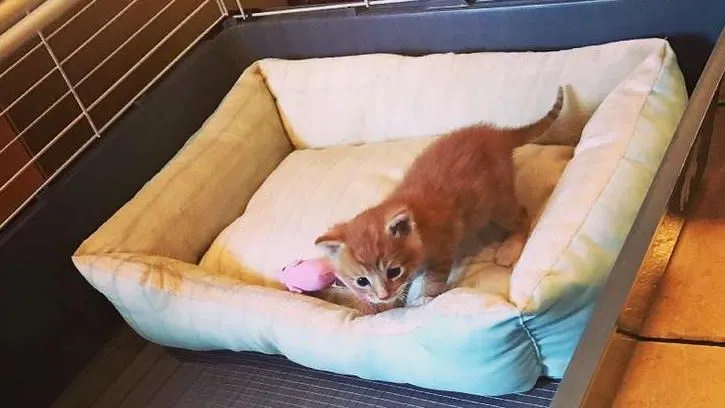 2017 06 14 poesjes foodmaster laak 2