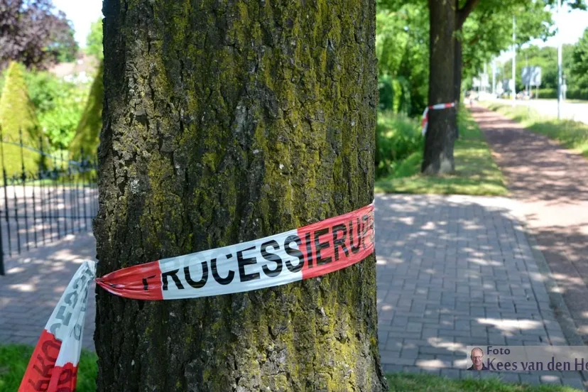 2017 06 14 processie eikenrups