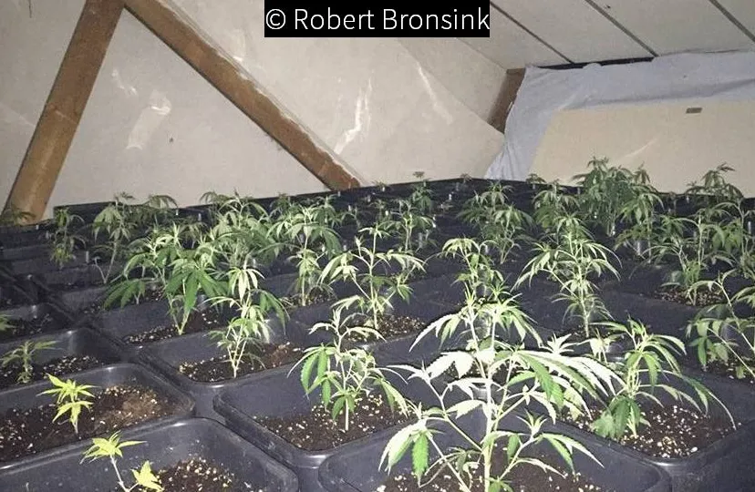 2017 1 05 hennepkwekeij schulpkamp