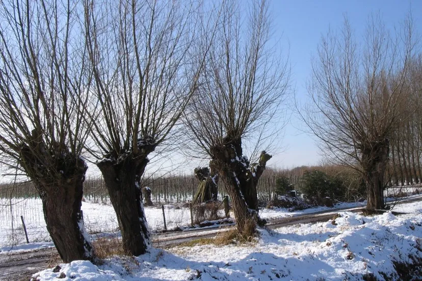 2017 10 05 knotwilgen winter