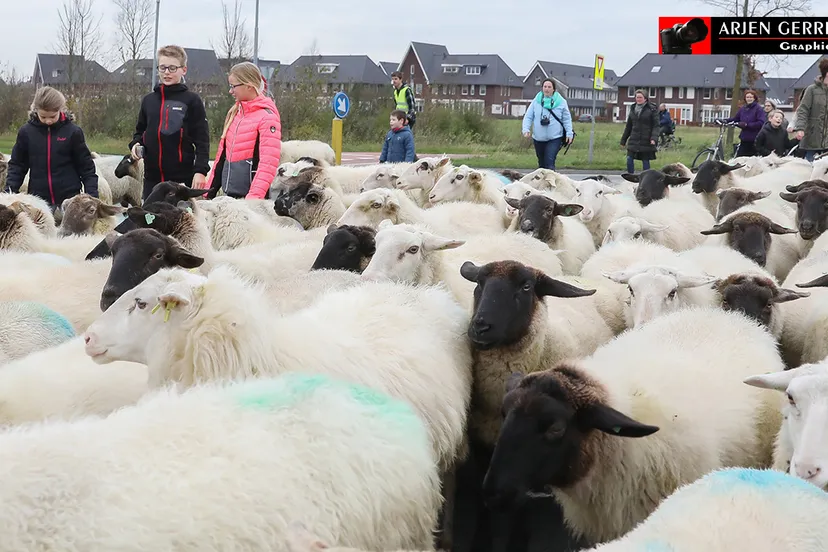 2017 12 06 schapen uitzwaaien 013