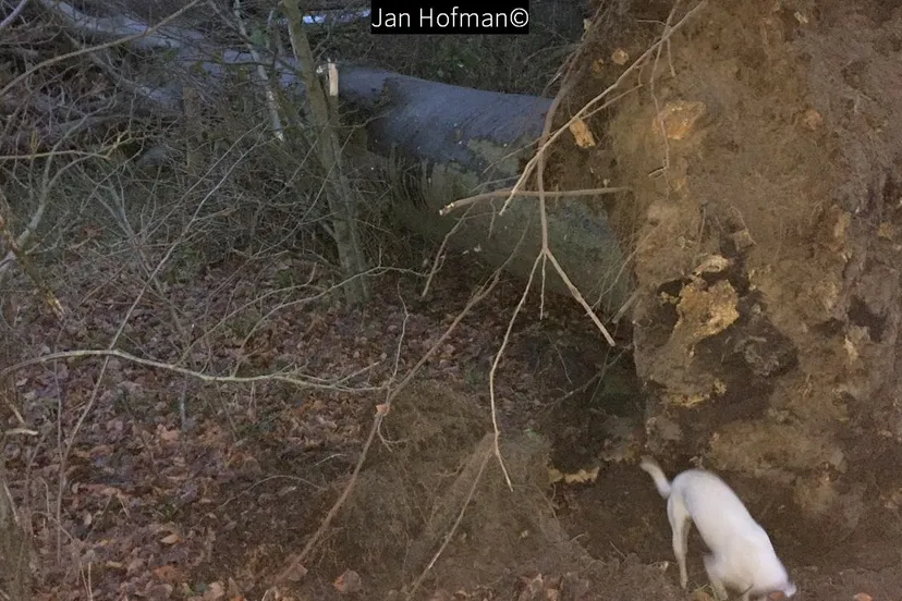 2018 01 3 stormschade hoevelakense bos