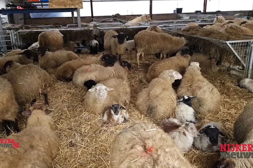 2018 03 10 lammetjesdag