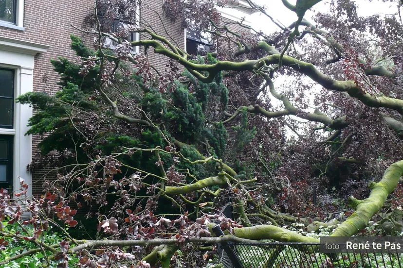 2018 05 30 huize de brink de oude boom achter huize de brink heeft het vanmorgen 30 05 2018 vroeg in de morgen begeven r te pas 2