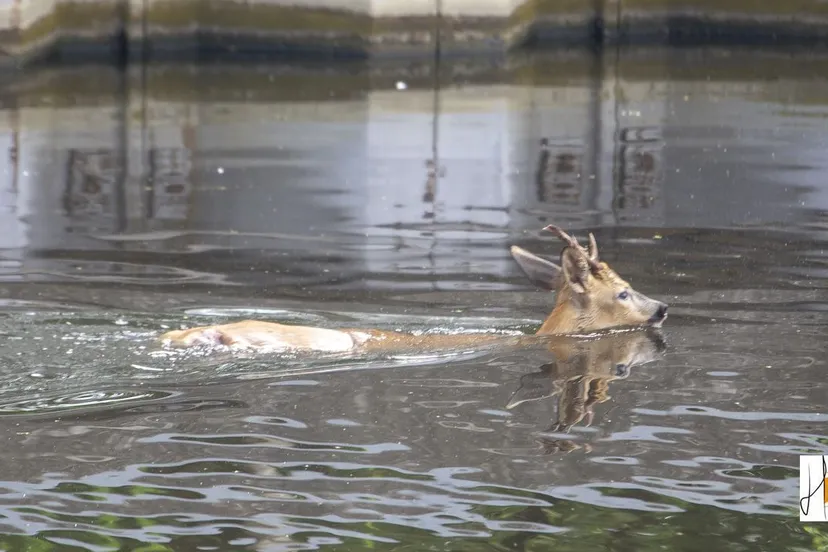 2018 05 31 hert in water 1